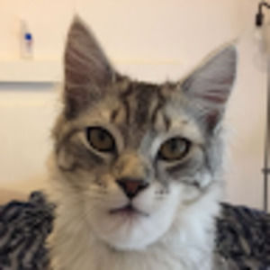 Meet your Posher, Aiden